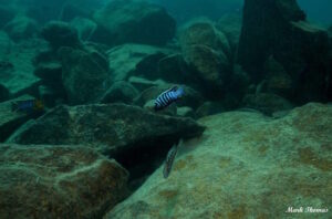 Cynotilapia zebroides 'Mitande Rocks'